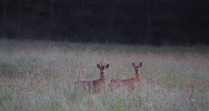 Metskitsede arv on Läänemaal drastiliselt langenud