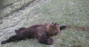 Karu jäeti teele surema