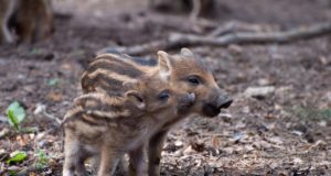Europarlamendis esitleti metssea populatsiooni uuringut