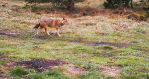 Koertega peetav šaakalijaht algab oktoobrist