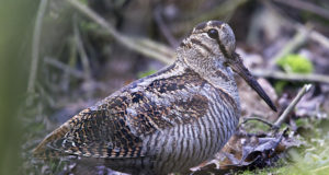 Metskurvitsa seiretulemused teada