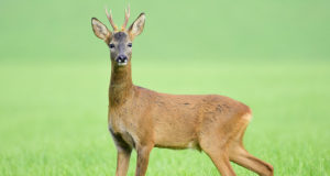 Metsaomanikud esitavad kahjutasunõudeid