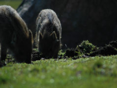 Keskkonnaamet kaotas 2,5 m nõude öösihiku kasutamisel