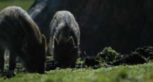 Keskkonnaamet kaotas 2,5 m nõude öösihiku kasutamisel