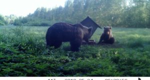 Tartu- ja Lääne-Virumaa jahimehed saavad eriloa alusel pruunkaru küttida