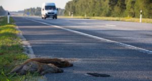 Metsloomadele otsasõidud muutuvad üha kulukamaks