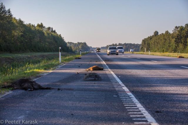 hukkunud pere_karask4