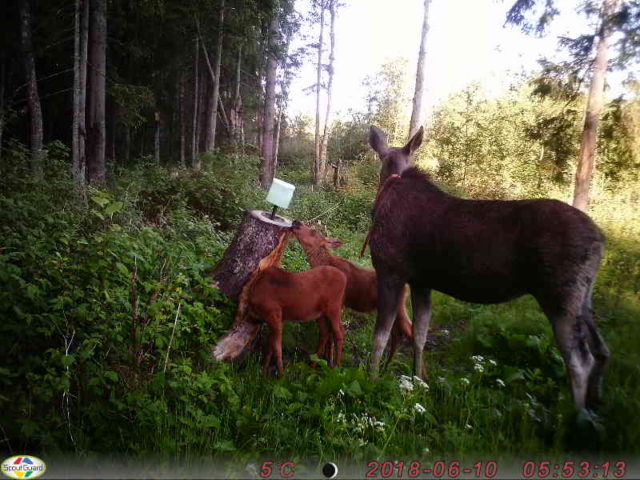 kaelustatudPIC-132-pern kaido