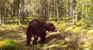 Keskkonnaameti eriloaga kütiti esimene karu