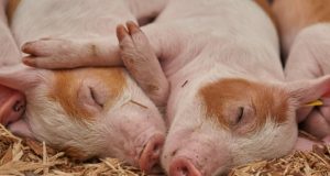 Seakatk jõudis Kaliningradi