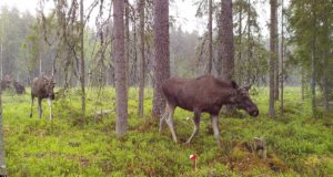 Ulukiseire: Metskitse ja punahirve arvukus on tõusnud, hundi ja põdra langenud