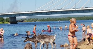 Palavus ajas põhjapõdrad koos inimestega vette