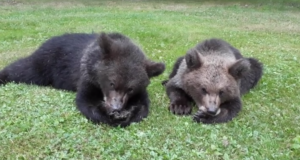 Saaremaa karud toodi mandrile metsa (uuendatud 27.07)