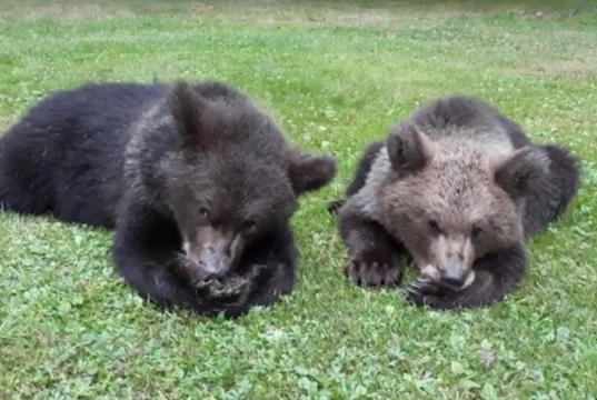 Saaremaa karud toodi mandrile metsa (uuendatud 27.07)