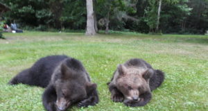 Emakaru otsis Raplas magamiskohta