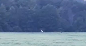 Kuku raadio arutles albiino hirve ja Saare karude üle