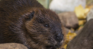 Koprad on abiks veelindudele soodsate elupaikade loomisel