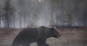 Jahimehed on küttinud 45 karu
