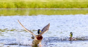 Veelinnujahi koolitus toimub Tallinnas
