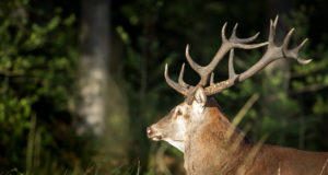 Saarte Hääl: Saaremaa jahimehed osalevad hirvlaste kurtumustõve ennetustöös.