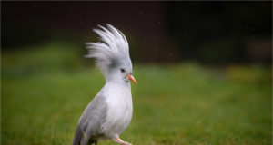 Suur küttimissurve muudab linnud väiksemaks?