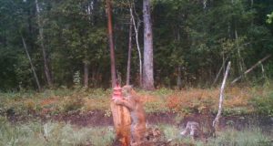 PILTUUDIS: Ilves peab maiustamiseks ronima