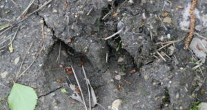 Jahimehed teevad loomaaia sünnipäeval jäljekooli