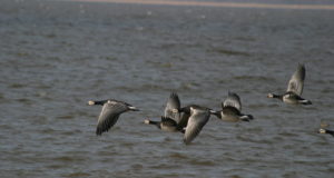 EJ 4/2018: Veelinnujahist ja jahituristidest