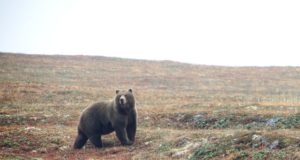 Rumeenia karu murdis kitse ja tungis koolimajja