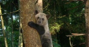 Karupoegi ei tohiks kergekäeliselt loodusest eemaldada