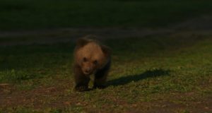 INTERVJUU! Sel aastal möödub 20 aastat pruunkarude kasvatamise algusest Eestis