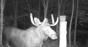 PILTUUDIS: Põdral veel karvased sarved