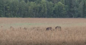 VIDEO! Metsseapere Hiiumaal