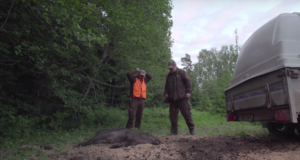 VIDEO! Metssigade käitlemisest valmis video