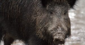 Taanlased püstitavad seakatku leviku piiramiseks Saksa piiri äärde tara