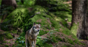 Hundikari ründas peremehe lähedal jahikoera