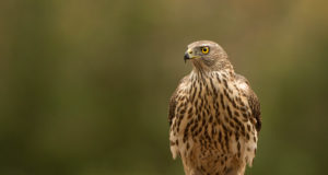 Lindude gripp on võtnud Euroopas epideemia mõõtmed
