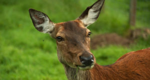 Ka looduskaitsja saab luua kõrgemat lisandväärtust läbi hirveliha ekspordi