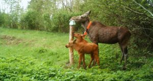 Algaval põdrajahihooajal tuleb tähelepanelik olla Harju- ja Järvamaal