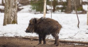 Keskkonnaamet kinnitas metssigade küttimismahud ja -tingimused (lisatud tabel)