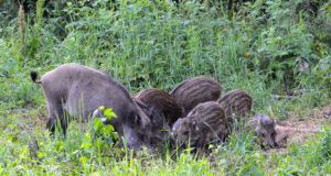 Leili metsalood: Kõik metssead ei ole otsa saanud