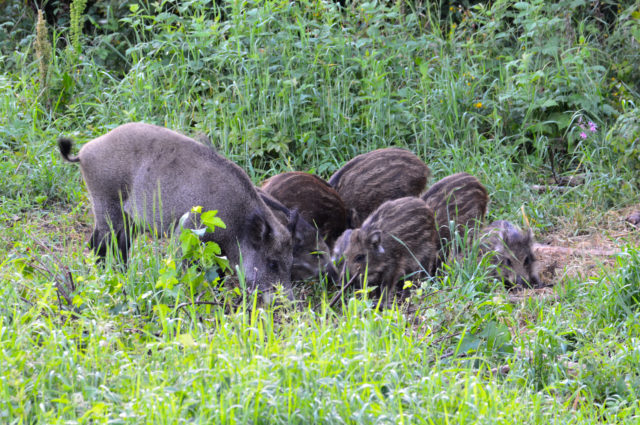 laast jahil tehtu046 2 (002)