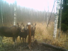 EJSi ja Keskkonnaagentuuri soovitused põtrade valiklaskmiseks