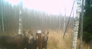 EJSi ja Keskkonnaagentuuri soovitused põtrade valiklaskmiseks