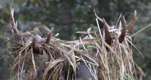 Peagi linastub Eesti loodusfilm “Tuulte tahutud maa”