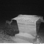 014_1313 ilves luurab kitse söögikohas