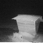 014_3 ilves sõimel 3