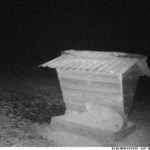 014_4 ilves toidusõimel