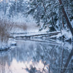 030_1329 ilvese purre