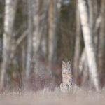 036_1369 ilves varjevärvuses